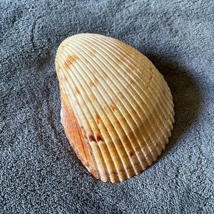 Natural Seashell